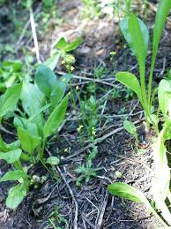 Attēlu rezultāti vaicājumam “Draba nemorosa fruit”