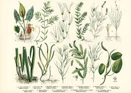 Attēlu rezultāti vaicājumam “Potamogeton trichoides”