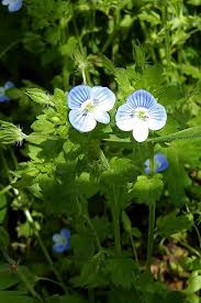 Attēlu rezultāti vaicājumam “Veronica agrestis flower”
