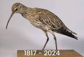 Image result for Numenius tenuirostris