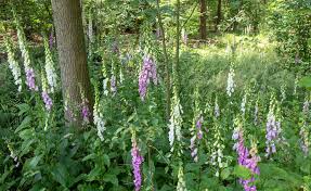 Image result for Fingerhut rot