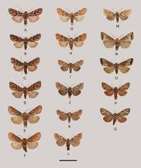 Attēlu rezultāti vaicājumam “Panolis flammea”