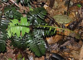 Attēlu rezultāti vaicājumam “Dianemataceae”