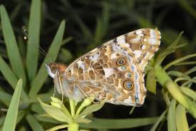 Attēlu rezultāti vaicājumam “Vanessa cardui upperside”