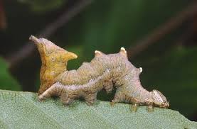 Attēlu rezultāti vaicājumam “Notodonta dromedarius”