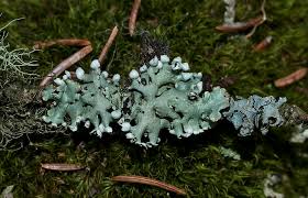 Attēlu rezultāti vaicājumam “Hypogymnia physodes”