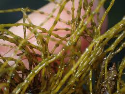 Attēlu rezultāti vaicājumam “Lemanea fluviatilis”