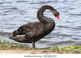 Attēlu rezultāti vaicājumam “Cygnus atratus”