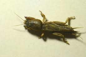 Attēlu rezultāti vaicājumam “Gryllotalpa gryllotalpa”