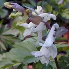 Attēlu rezultāti vaicājumam “Corydalis cava fruit”
