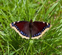 Attēlu rezultāti vaicājumam “Ypsolopha sequella”
