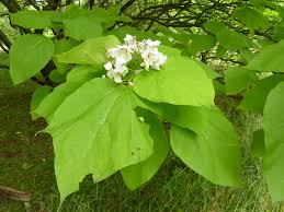 Attēlu rezultāti vaicājumam “Catalpa”