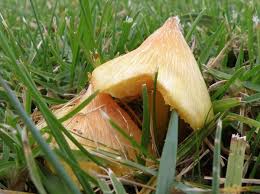 Attēlu rezultāti vaicājumam “Hygrocybe acutoconica”