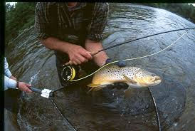 Attēlu rezultāti vaicājumam “Siphlonurus male”