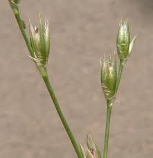 Attēlu rezultāti vaicājumam “Juncus bufonius bud”