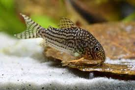 Image result for fish corydoras