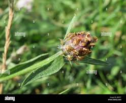 Attēlu rezultāti vaicājumam “Centaurea jacea bud”