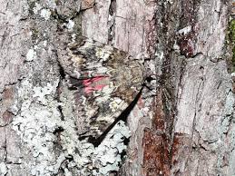 Attēlu rezultāti vaicājumam “Catocala sponsa”