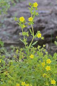 Attēlu rezultāti vaicājumam “Potentilla supina flower”