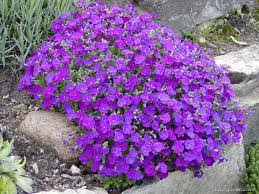 Image result for Aubrieta hybrida (cultorum)