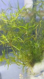 Attēlu rezultāti vaicājumam “Najas major”