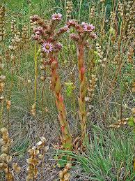 Image result for echtes Hauswurz