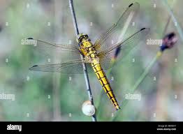 Attēlu rezultāti vaicājumam “Orthetrum cancellatum”