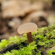 Attēlu rezultāti vaicājumam “Neocudoniella albiceps”