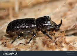 Attēlu rezultāti vaicājumam “Sinodendron cylindricum male”