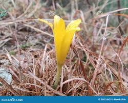 Attēlu rezultāti vaicājumam “Colchicum luteum flower”