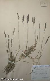 Attēlu rezultāti vaicājumam “Agrostis stolonifera subsp. straminea”