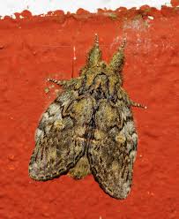 Attēlu rezultāti vaicājumam “Peridea anceps”