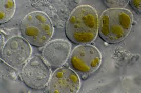 Attēlu rezultāti vaicājumam “Puccinia sessilis”