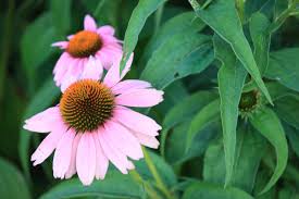 Attēlu rezultāti vaicājumam “Echinacea purpurea leaf”