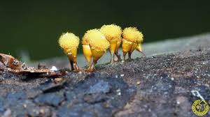 Attēlu rezultāti vaicājumam “Hemitrichia clavata”