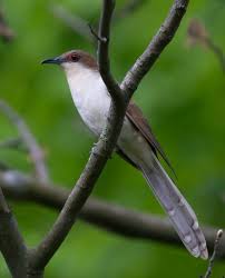 Image result for Coccyzus erythropthalmus