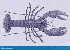 Image result for Homarus gammarus