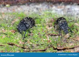 Attēlu rezultāti vaicājumam “Anthribus nebulosus”