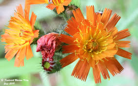 Attēlu rezultāti vaicājumam “Pilosella aurantiaca flower”