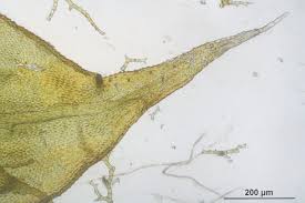 Attēlu rezultāti vaicājumam “Thuidium assimile”