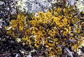 Attēlu rezultāti vaicājumam “Aulacomnium”