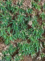 Attēlu rezultāti vaicājumam “Pogonatum dentatum”