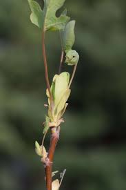 Attēlu rezultāti vaicājumam “Liriodendron tulipifera bud”