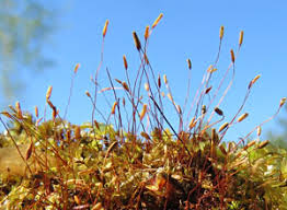 Attēlu rezultāti vaicājumam “Bryoerythrophyllum recurvirostrum sporophyte”