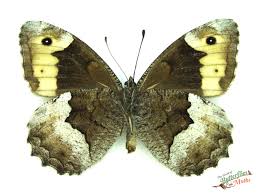 Attēlu rezultāti vaicājumam “Hipparchia alcyone”