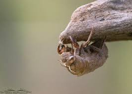 Attēlu rezultāti vaicājumam “exuvia”