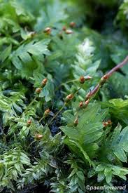 Attēlu rezultāti vaicājumam “Fissidens bryoides”