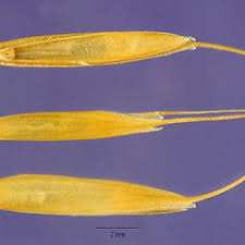 Attēlu rezultāti vaicājumam “Agrostis canina leaf”