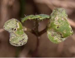 Attēlu rezultāti vaicājumam “Phyllotreta sp.”