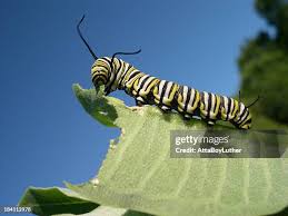 Image result for monarch caterpillar